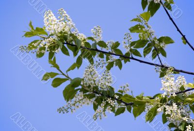 Branches of a bird cherry