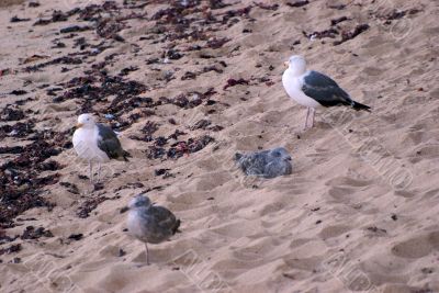 birds on the sand