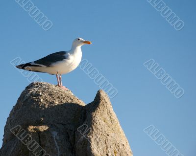 birds on the sand