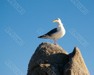 birds on the sand