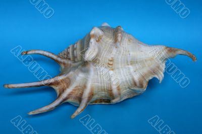 The sea-shell