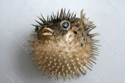 Sea-hedgehog