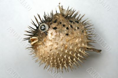 Sea-hedgehog