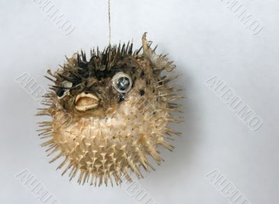 Sea-hedgehog