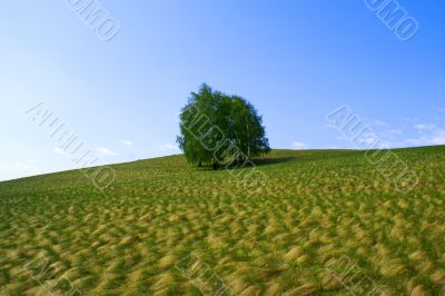 Alone in steppe