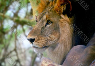 Head Lion