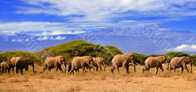 Kilimanjaro With Elephants