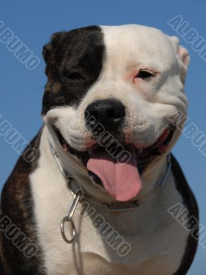 american staffordshire terrier