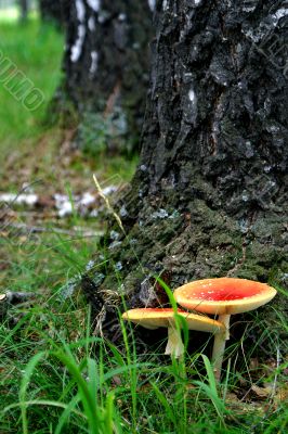 Fly agarics