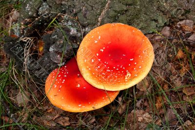 Fly agarics