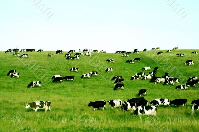 Herd of cows