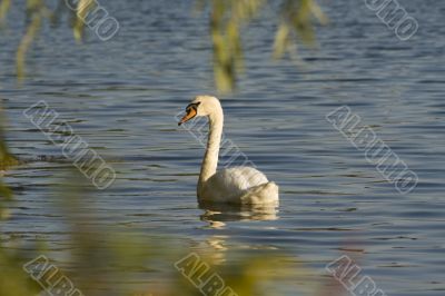 Swans on a lake 8