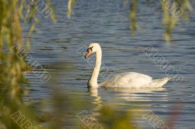 Swans on a lake 3