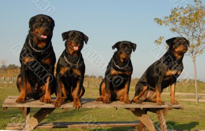 family of rottweiler