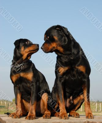 father and boy rottweiler