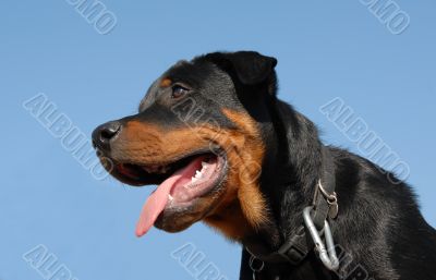 puppy rottweiler