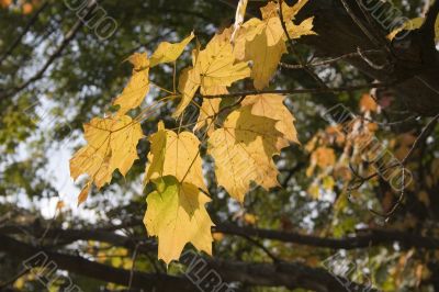 Golden leafs 1