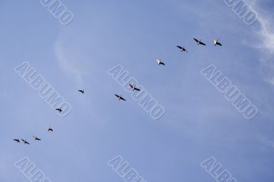 flock of geese