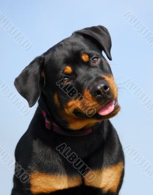 rottweiler