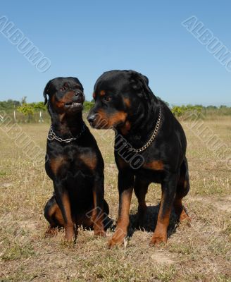 rottweilers