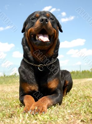 rottweiler