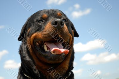 rottweiler