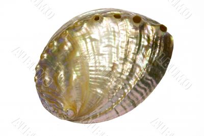 pearl seashell 2