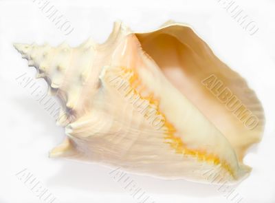 Conch Seashell 2