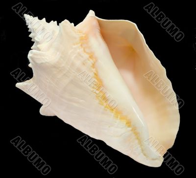 Conch Seashell isolated on black background 1