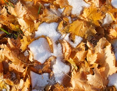 Snow on Leaves