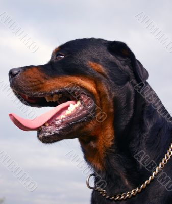 rottweiler