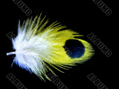 Small exotic feather