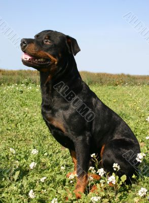 rottweiler