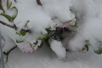 Roses under snow
