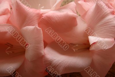 Gladiolus