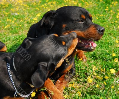 rottweilers