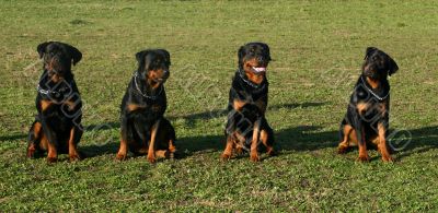 rottweilers