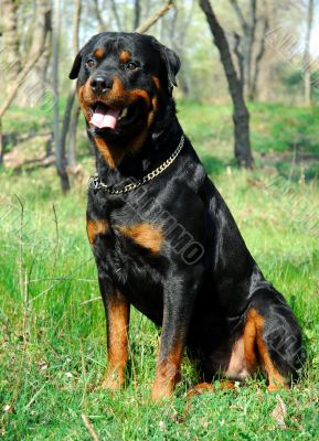 rottweiler