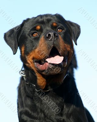 rottweiler