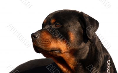 rottweiler