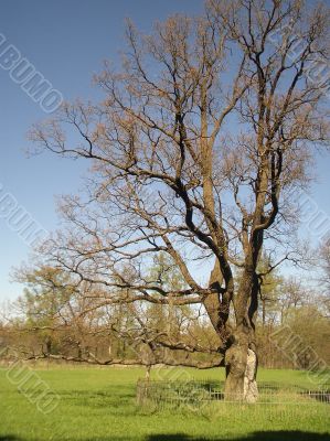 Early spring in a park