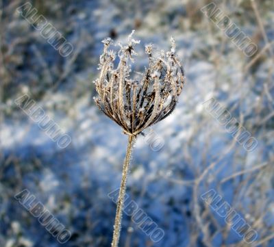 Frozen Queen Anne`s Lace