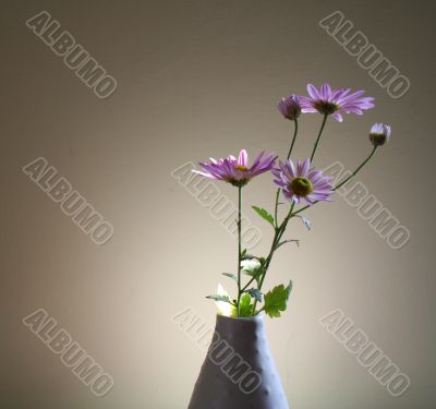 daisy