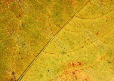 autumnal leaf