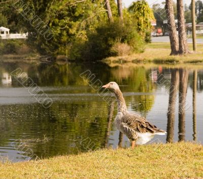Goose by Lakeside
