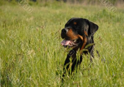 rottweiler