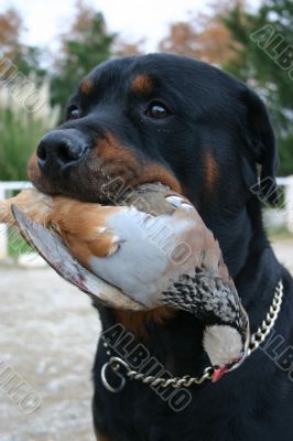 rottweiler