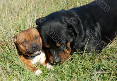 rottweiler and pit bull
