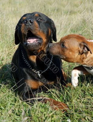 rottweiler and pit bull