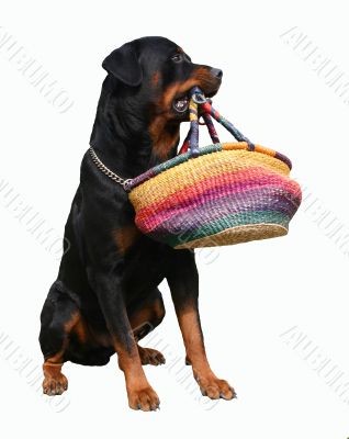 rottweiler
